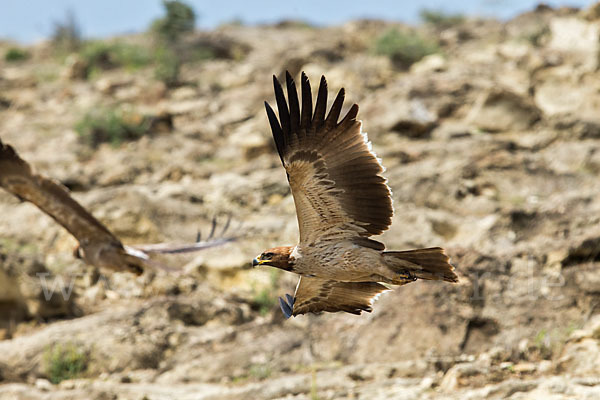 Savannenadler (Aquila rapax)