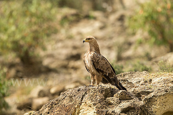 Savannenadler (Aquila rapax)