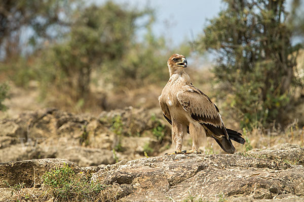 Savannenadler (Aquila rapax)