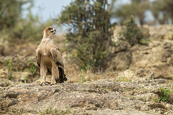 Savannenadler (Aquila rapax)