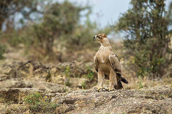 Savannenadler (Aquila rapax)