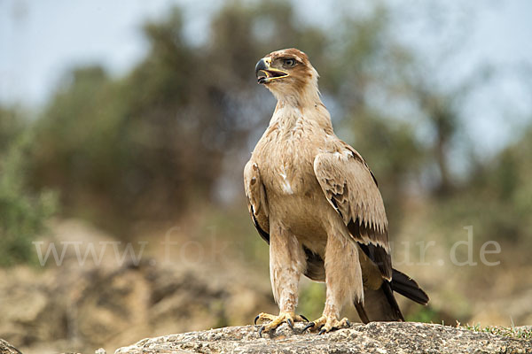 Savannenadler (Aquila rapax)