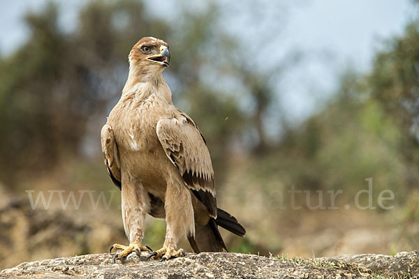 Savannenadler (Aquila rapax)