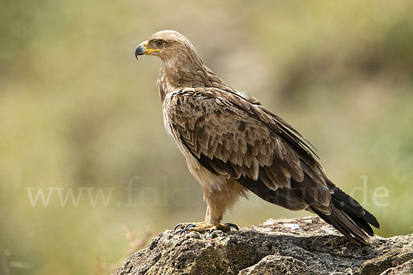 Savannenadler (Aquila rapax)