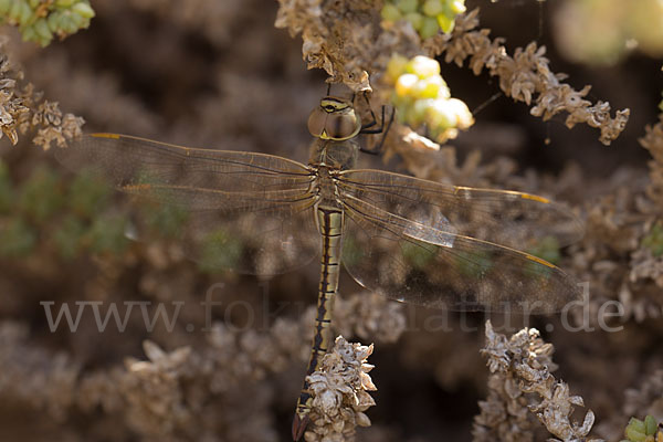 Schabrackenlibelle (Anax ephippiger)