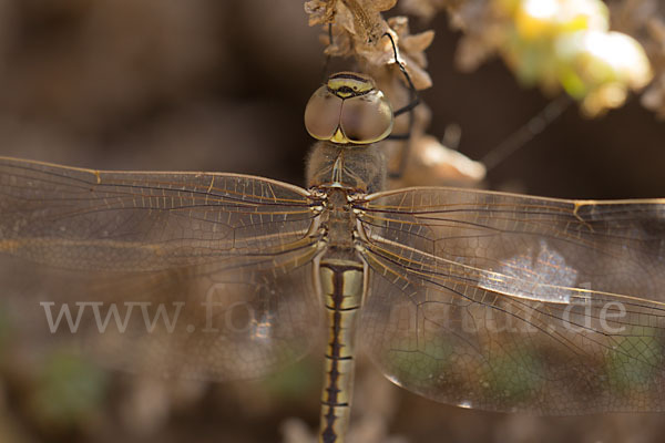 Schabrackenlibelle (Anax ephippiger)