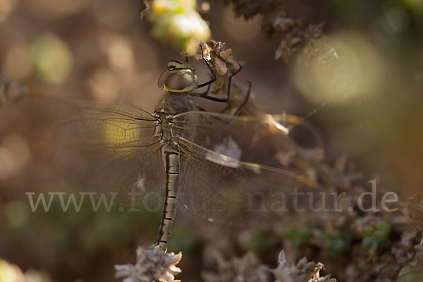 Schabrackenlibelle (Anax ephippiger)