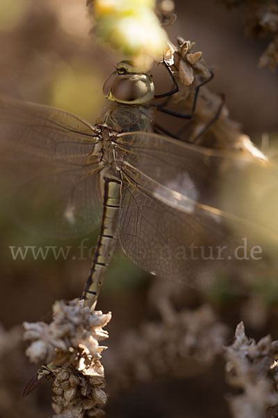 Schabrackenlibelle (Anax ephippiger)