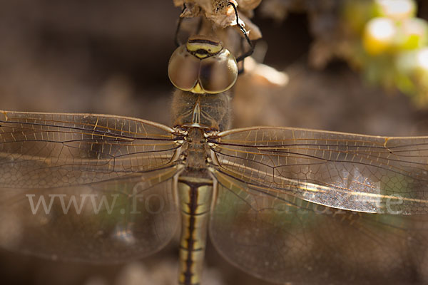 Schabrackenlibelle (Anax ephippiger)