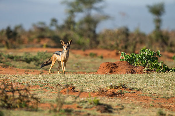 Schabrackenschakal (Canis mesomelas)