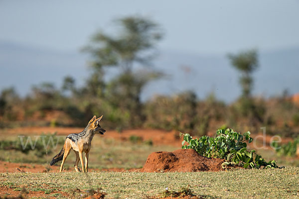 Schabrackenschakal (Canis mesomelas)