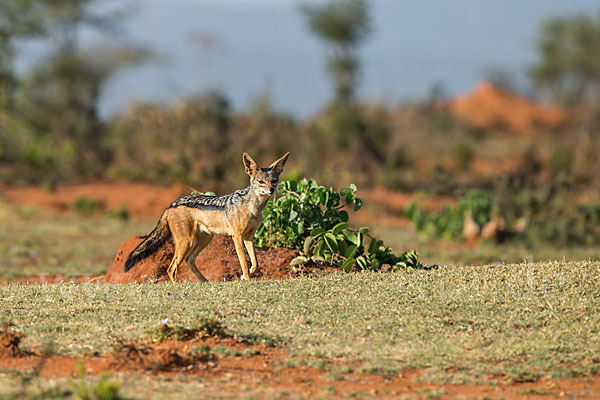 Schabrackenschakal (Canis mesomelas)