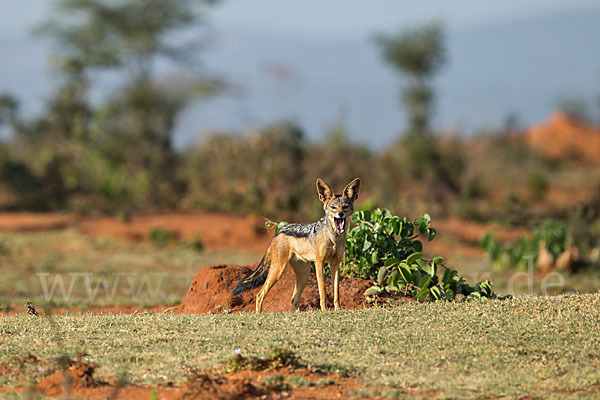 Schabrackenschakal (Canis mesomelas)