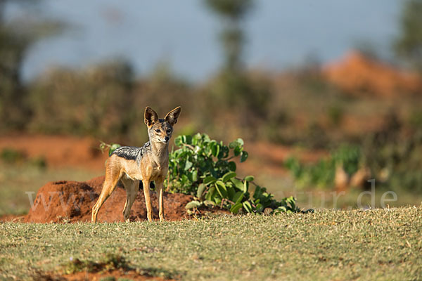 Schabrackenschakal (Canis mesomelas)