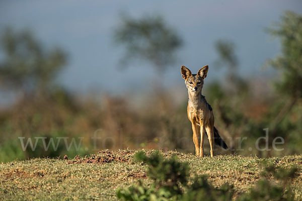 Schabrackenschakal (Canis mesomelas)