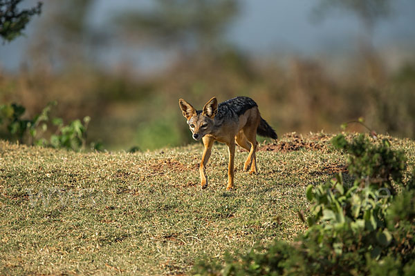 Schabrackenschakal (Canis mesomelas)