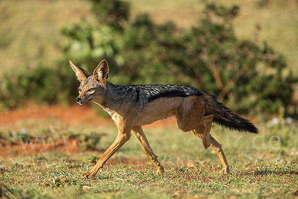 Schabrackenschakal (Canis mesomelas)