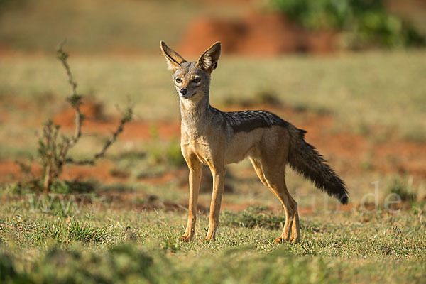 Schabrackenschakal (Canis mesomelas)