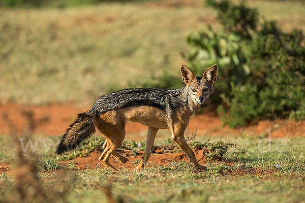 Schabrackenschakal (Canis mesomelas)