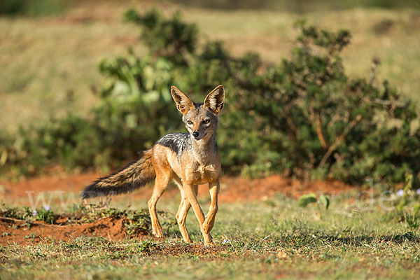 Schabrackenschakal (Canis mesomelas)