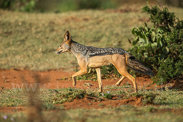 Schabrackenschakal (Canis mesomelas)