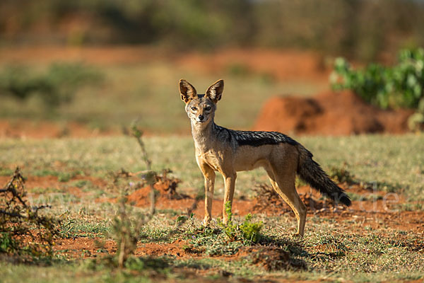 Schabrackenschakal (Canis mesomelas)