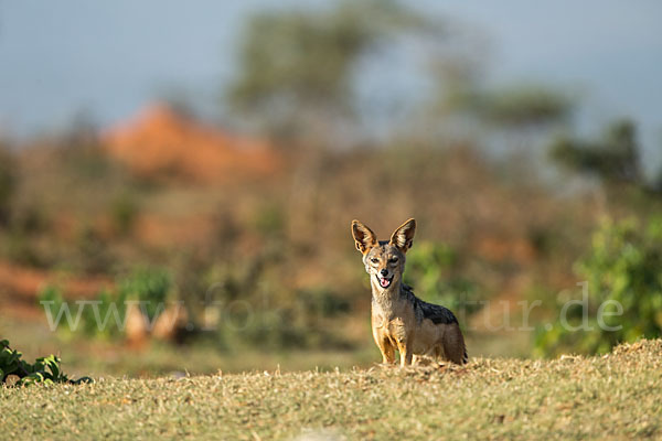 Schabrackenschakal (Canis mesomelas)