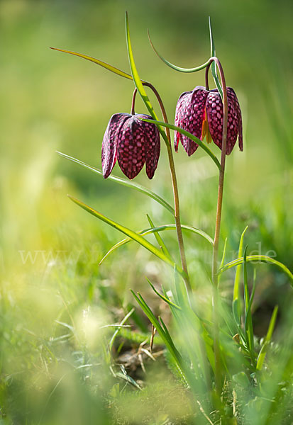 Schachblume (Fritillaria meleagris)