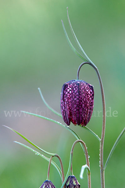 Schachblume (Fritillaria meleagris)