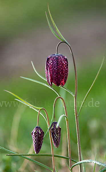 Schachblume (Fritillaria meleagris)