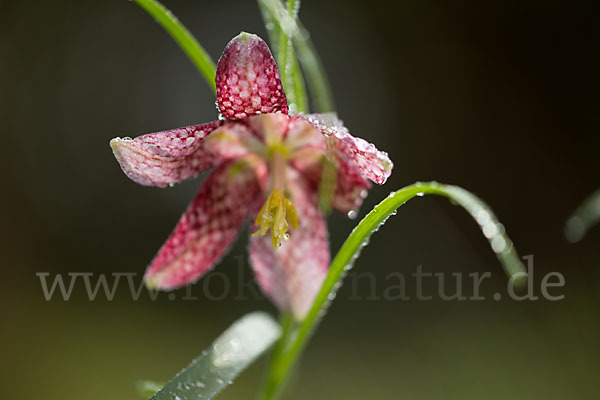 Schachblume (Fritillaria meleagris)