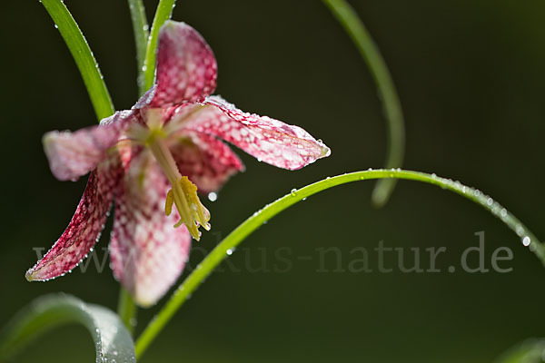 Schachblume (Fritillaria meleagris)