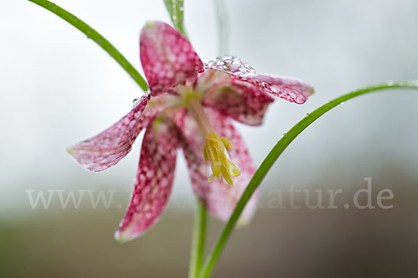 Schachblume (Fritillaria meleagris)