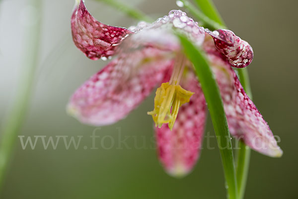 Schachblume (Fritillaria meleagris)