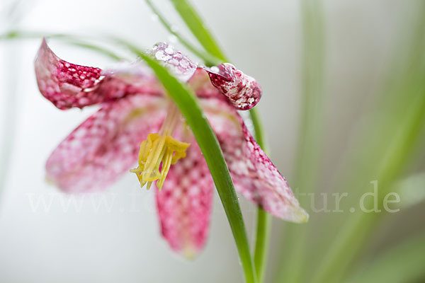 Schachblume (Fritillaria meleagris)