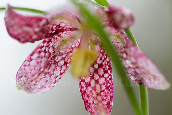 Schachblume (Fritillaria meleagris)