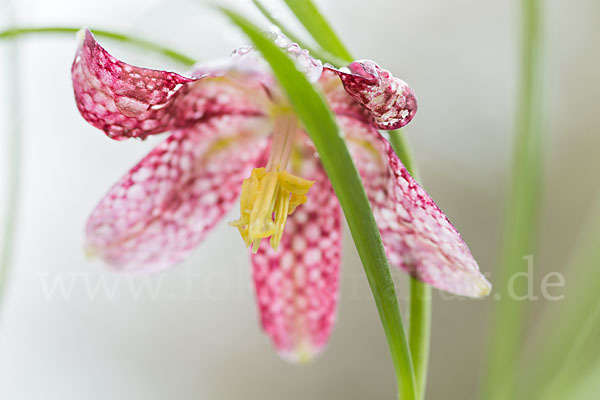 Schachblume (Fritillaria meleagris)