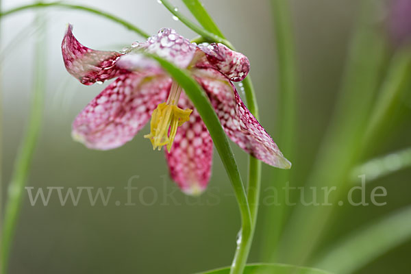 Schachblume (Fritillaria meleagris)