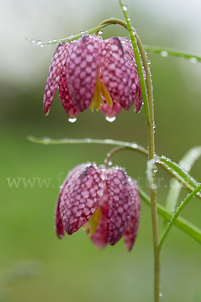 Schachblume (Fritillaria meleagris)