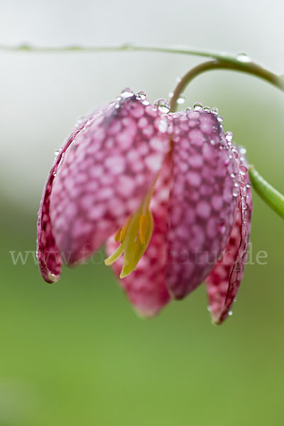 Schachblume (Fritillaria meleagris)