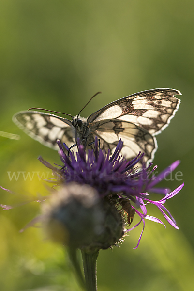 Schachbrett (Melanargia galathea)