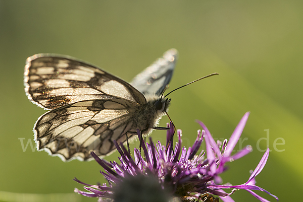 Schachbrett (Melanargia galathea)