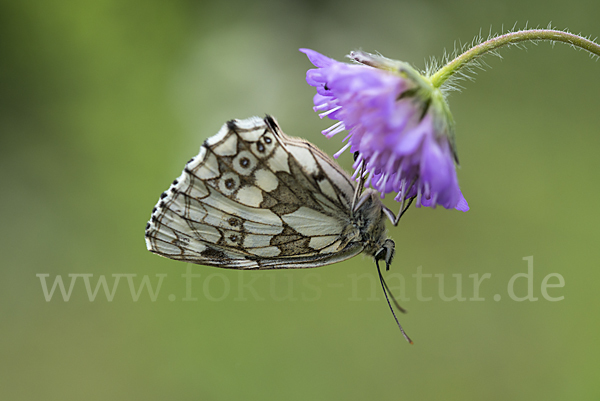 Schachbrett (Melanargia galathea)