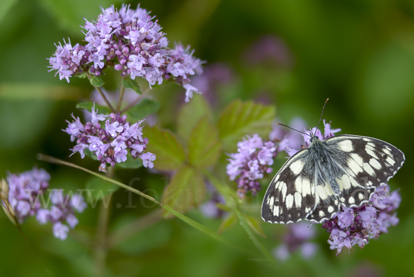 Schachbrett (Melanargia galathea)