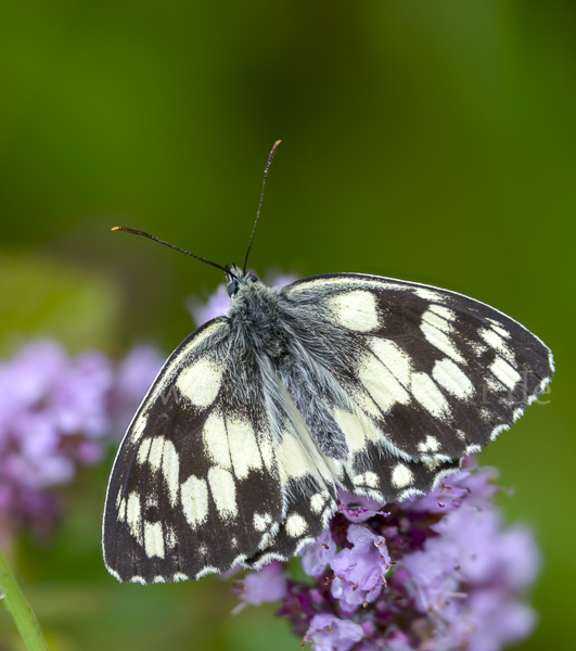 Schachbrett (Melanargia galathea)