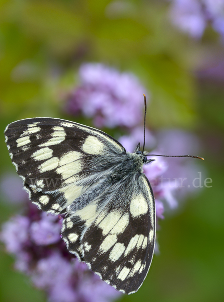 Schachbrett (Melanargia galathea)