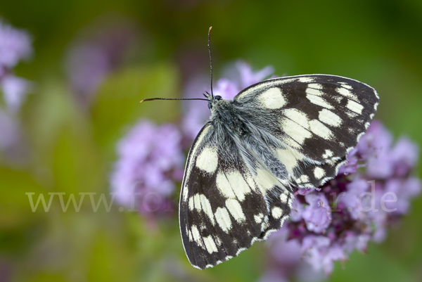 Schachbrett (Melanargia galathea)