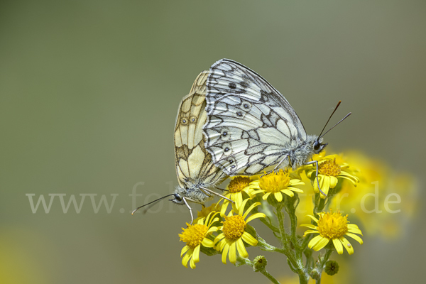 Schachbrett (Melanargia galathea)