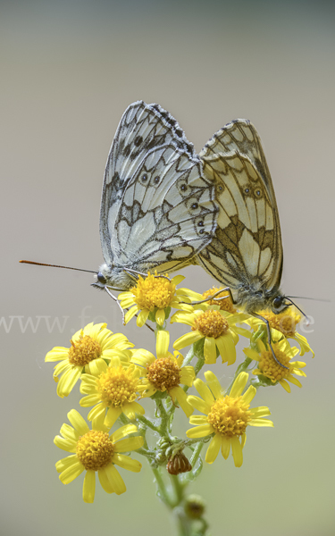 Schachbrett (Melanargia galathea)