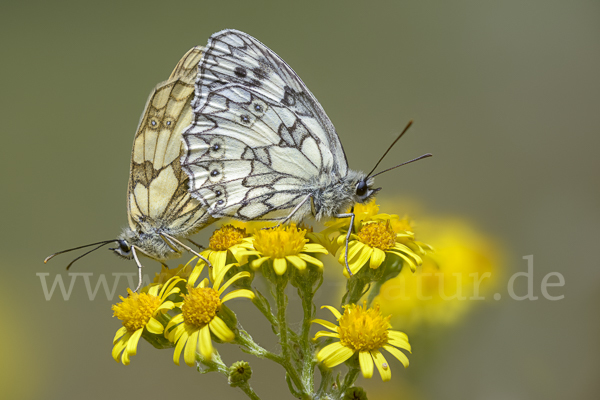 Schachbrett (Melanargia galathea)